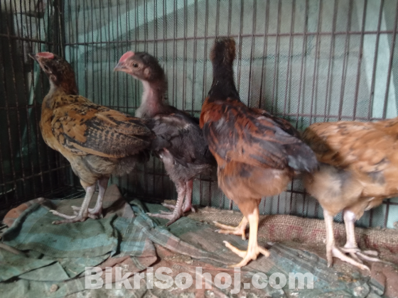 ১ মাস বয়সী দেশি মুরগির বাচ্চা